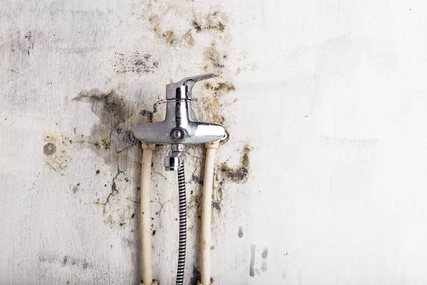 Best Mold Testing  in Dove Valley, CO