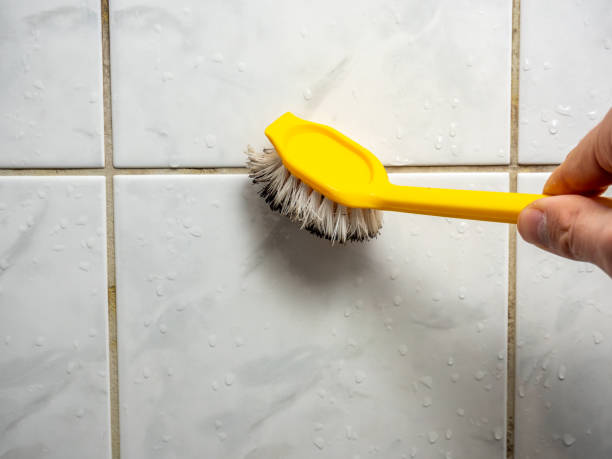 Best Mold Removal Company Near Me  in Dove Valley, CO