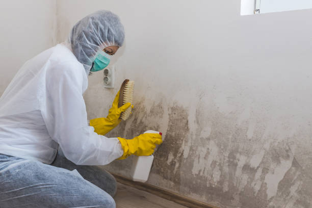 Best Attic Mold Removal  in Dove Valley, CO