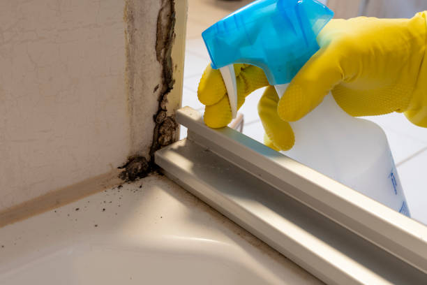 Best Black Mold Removal  in Dove Valley, CO