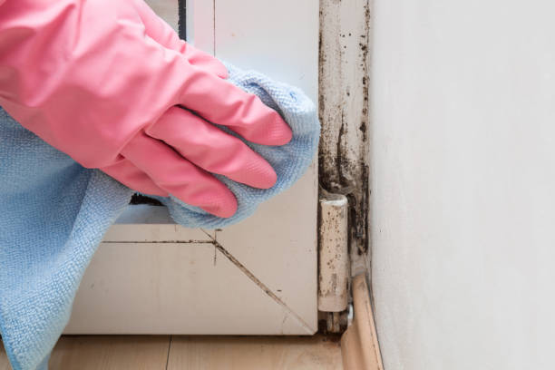 Best Mold Damage Repair  in Dove Valley, CO